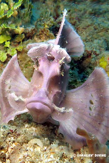 plongée macro rhinopias nosy be